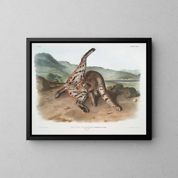 Lynx roux var. maculatus femelle du Texas - John Woodhouse Audubon — ingelijst kunstwerk aan de muur