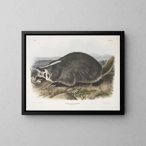 Meles labradorius, Amerikaanse bosmarmot, natuurlijke grootte - John Woodhouse Audubon — ingelijst kunstwerk aan de muur
