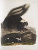 Mephitis Americana Mouffette américaine commune Taille naturelle Femelle - John Woodhouse Audubon — weergave van het kunstwerk