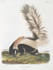 van Mephitis macroura mannetje met grote staart op ware grootte - John Woodhouse Audubon — weergave van het kunstwerk
