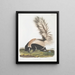 van Mephitis macroura mannetje met grote staart op ware grootte - John Woodhouse Audubon — ingelijst kunstwerk aan de muur
