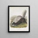 Mephitis mesoleuca Texaanse stinkdier Natuurlijke grootte - John Woodhouse Audubon — ingelijst kunstwerk aan de muur