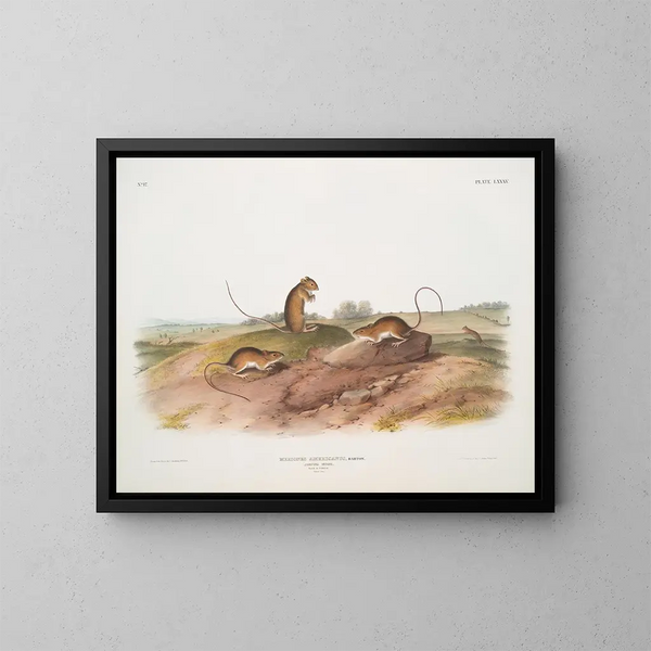Amerikaanse springmuis mannetje en vrouwtje op ware grootte - John Woodhouse Audubon — ingelijst kunstwerk aan de muur