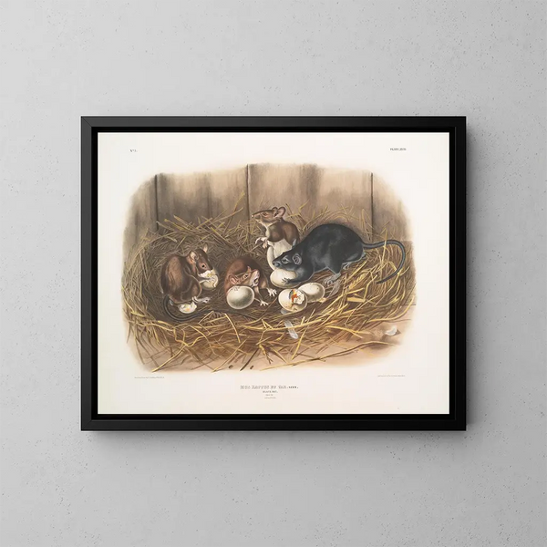 Ratten zwart, natuurlijke grootte, oud en jong - John Woodhouse Audubon — ingelijst kunstwerk aan de muur