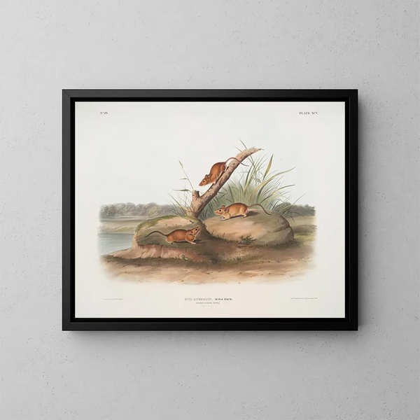 Oranje muis Mus aureolus natuurlijke maat - John Woodhouse Audubon — ingelijst kunstwerk aan de muur