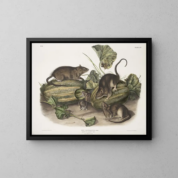 Ratten bruin of Noorse rat in natuurlijke grootte mannetje vrouwtje jong - John Woodhouse Audubon — ingelijst kunstwerk aan de muur