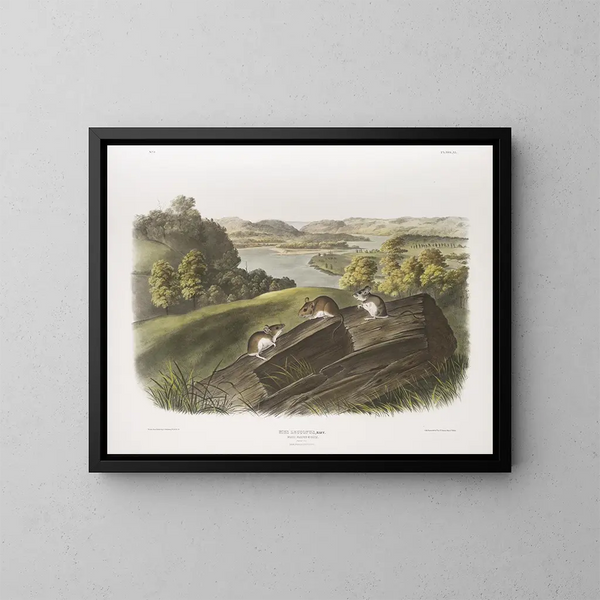 Witpoot muis in natuurlijke grootte Mannelijk, vrouwelijk en jong - John Woodhouse Audubon — ingelijst kunstwerk aan de muur