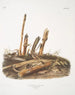 van Mus minimus, kleine graanschuurmuis, mannetjes en vrouwtjes, natuurlijke grootte - John Woodhouse Audubon — weergave van het kunstwerk