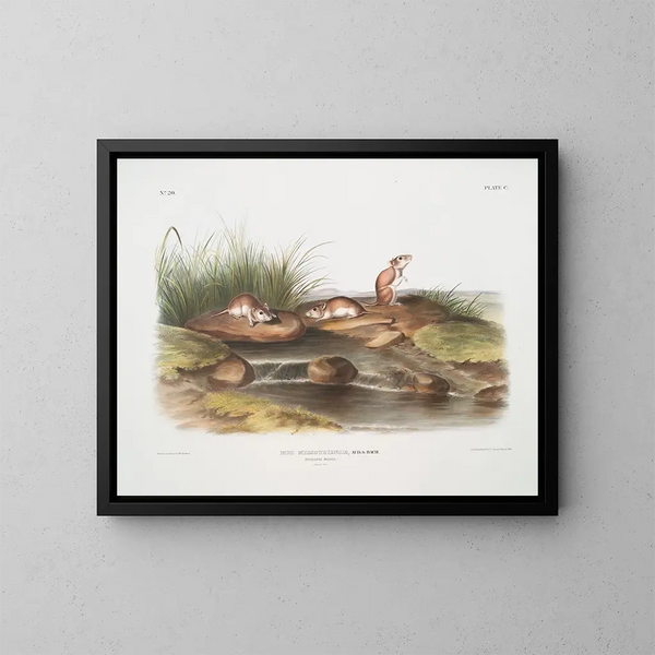 Missouri-muis op ware grootte - John Woodhouse Audubon — ingelijst kunstwerk aan de muur