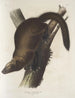 van Mustela Canadensis, Canadese otter of Pekaan, mannetje, natuurlijke grootte - John Woodhouse Audubon — weergave van het kunstwerk