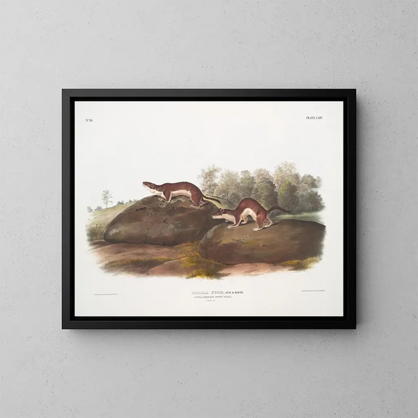 Fouine américaine - John Woodhouse Audubon — ingelijst kunstwerk aan de muur