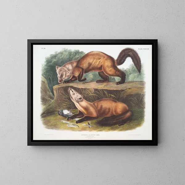 van de mannelijke en vrouwelijke dennenboomvalk in winterkleed op ware grootte - John Woodhouse Audubon — ingelijst kunstwerk aan de muur