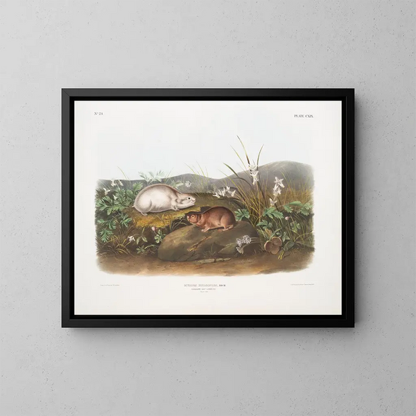 van de Hudsonbaai Lemming op ware grootte - John Woodhouse Audubon — ingelijst kunstwerk aan de muur
