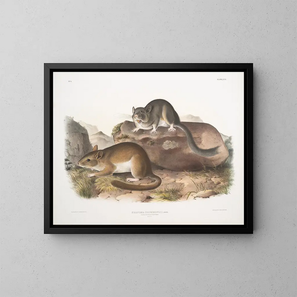 Neotoma drummondii, echte maat - John Woodhouse Audubon — ingelijst kunstwerk aan de muur
