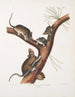 Neotoma Floridana Rat van Florida Natuurlijke grootte Mannelijk, vrouwelijk en jonge dieren van verschillende leeftijden - John Woodhouse Audubon — weergave van het kunstwerk