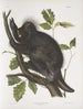 Porc-épic du Canada Hystrix dorsata - John Woodhouse Audubon — weergave van het kunstwerk