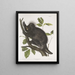 Porc-épic du Canada Hystrix dorsata - John Woodhouse Audubon — ingelijst kunstwerk aan de muur