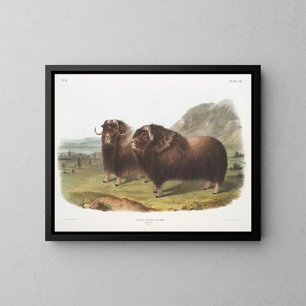 van mannelijke muskusherten - John Woodhouse Audubon | Schilderij — ingelijst kunstwerk aan de muur