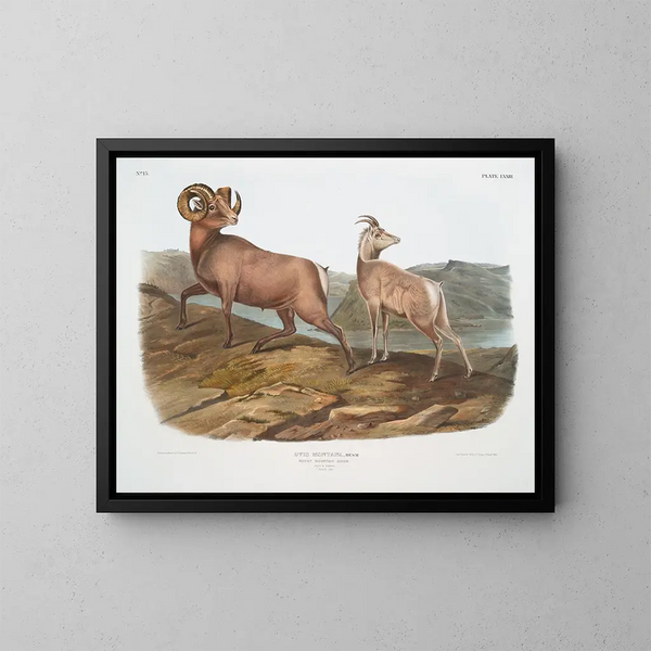 Mouton des montagnes rocheuses mâle et femelle - John Woodhouse Audubon — ingelijst kunstwerk aan de muur