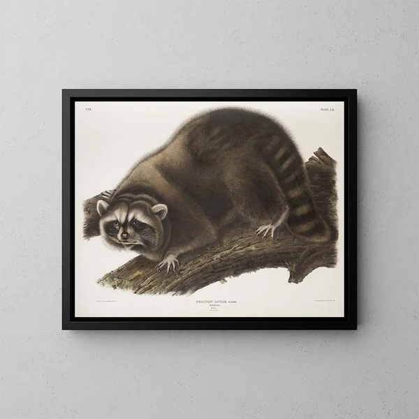 Raton laveur mâle à taille naturelle - John Woodhouse Audubon — ingelijst kunstwerk aan de muur
