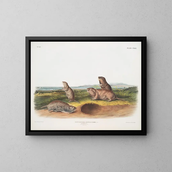 Pseudostoma borealis, de Camas-rat, mannelijk, vrouwelijk, jong, natuurlijke grootte - John Woodhouse Audubon — ingelijst kunstwerk aan de muur