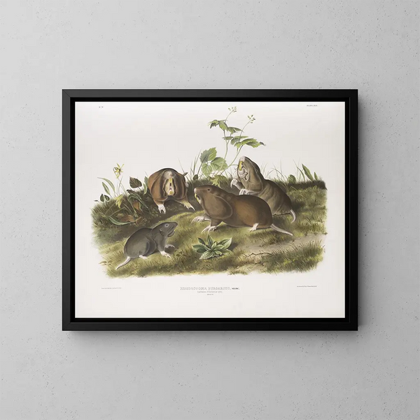 Rat à poche du Canada taille naturelle - John Woodhouse Audubon — ingelijst kunstwerk aan de muur