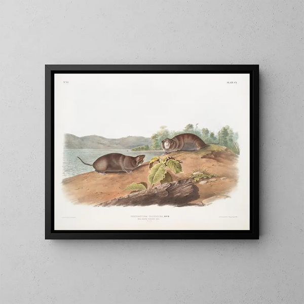 van een rat met een molvorm, natuurlijke grootte - John Woodhouse Audubon — ingelijst kunstwerk aan de muur