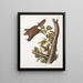 Pteromys oregonensis Oregonse vlieger eekhoorn Natuurlijke grootte - John Woodhouse Audubon — ingelijst kunstwerk aan de muur