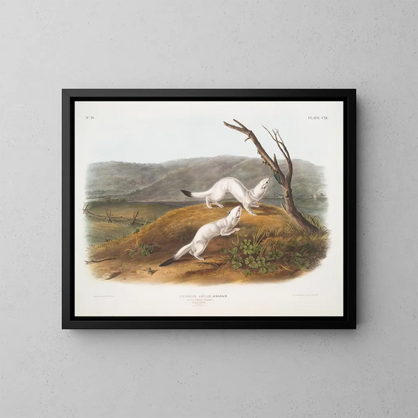 Belette agile mannetje en vrouwtje in ware grootte wintervacht - John Woodhouse Audubon — ingelijst kunstwerk aan de muur