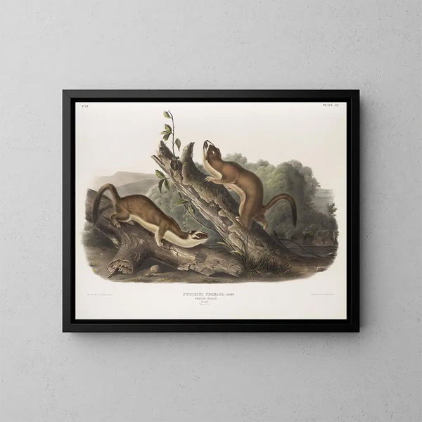 Fouine à collerette, mâles, taille naturelle - John Woodhouse Audubon — ingelijst kunstwerk aan de muur