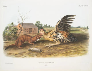 John Woodhouse Audubon - Putorius fuscus Tawny Weasel Male Natural size.webp