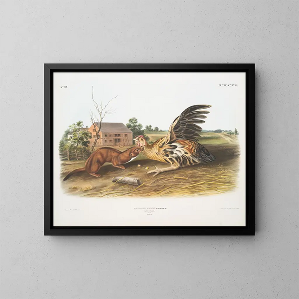 Fouine fauve mannelijke maatwerk - John Woodhouse Audubon — ingelijst kunstwerk aan de muur