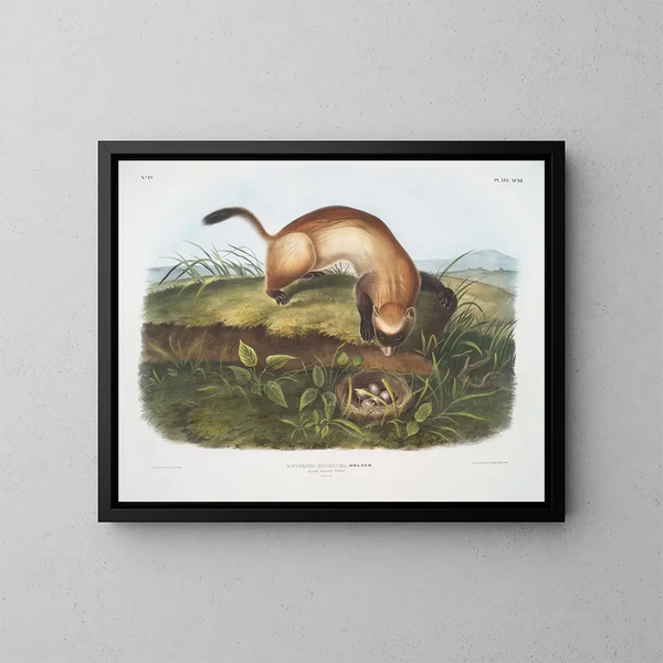 Furet noir à pieds noirs taille naturelle - John Woodhouse Audubon — ingelijst kunstwerk aan de muur