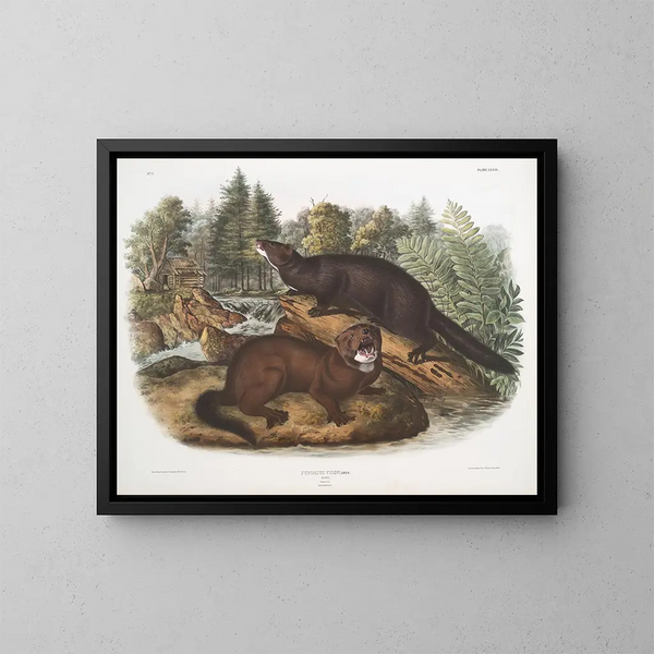 Morse vison taille naturelle man en vrouw - John Woodhouse Audubon — ingelijst kunstwerk aan de muur