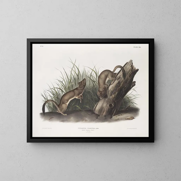 van een witte fret, natuurlijke grootte, 1 mannetje en 2 vrouwtjes - John Woodhouse Audubon — ingelijst kunstwerk aan de muur