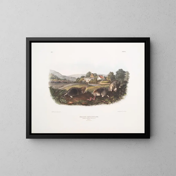 Mole miereneter Amerikaans algemeen natuurlijke grootte mannetje vrouwtje - John Woodhouse Audubon — ingelijst kunstwerk aan de muur