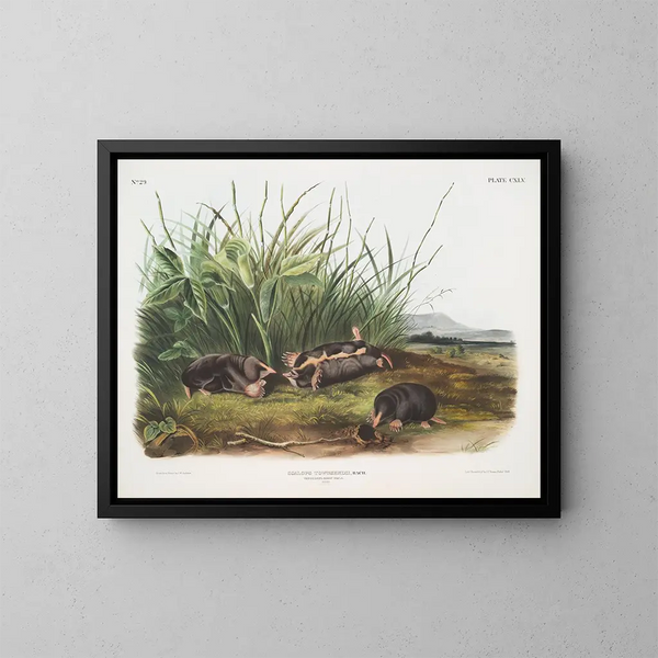 Sorex townsendii, taille naturelle - John Woodhouse Audubon — ingelijst kunstwerk aan de muur