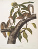 Sciurus carolinensis, grijze eekhoorn van Carolina, natuurlijke grootte, mannetje en vrouwtje - John Woodhouse Audubon — weergave van het kunstwerk