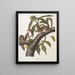 Sciurus carolinensis, grijze eekhoorn van Carolina, natuurlijke grootte, mannetje en vrouwtje - John Woodhouse Audubon — ingelijst kunstwerk aan de muur