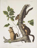 Sciurus douglasii Eekhoorn van Douglas Natuurlijke grootte 1 Mannelijk 2 Vrouwelijk - John Woodhouse Audubon — weergave van het kunstwerk