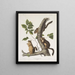 Sciurus douglasii Eekhoorn van Douglas Natuurlijke grootte 1 Mannelijk 2 Vrouwelijk - John Woodhouse Audubon — ingelijst kunstwerk aan de muur
