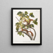 Sciurus hudsonius Hudsonbaars eekhoorn Natuurlijke grootte - John Woodhouse Audubon — ingelijst kunstwerk aan de muur