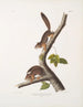 van Sciurus richardsonii, Colombiaanse eekhoorn van Richardson, levensgrote, mannetje en vrouwtje - John Woodhouse Audubon — weergave van het kunstwerk