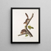 van Sciurus richardsonii, Colombiaanse eekhoorn van Richardson, levensgrote, mannetje en vrouwtje - John Woodhouse Audubon — ingelijst kunstwerk aan de muur