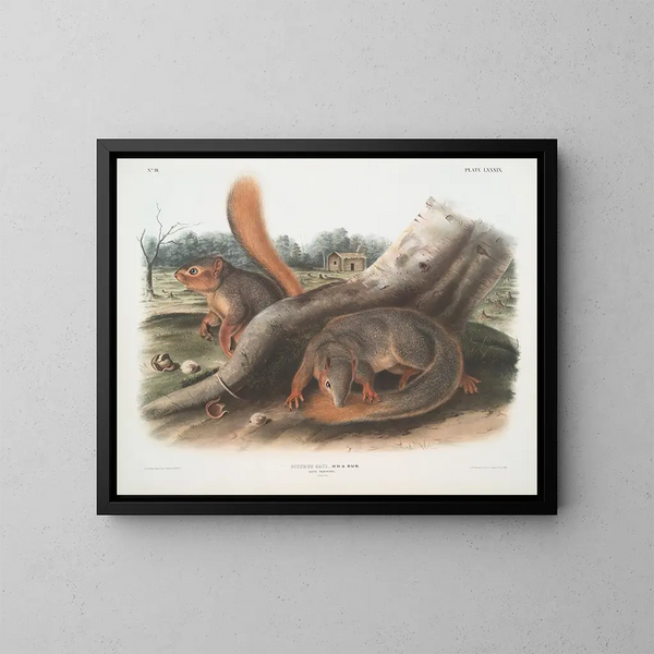Eekhoorn op ware grootte - John Woodhouse Audubon — ingelijst kunstwerk aan de muur
