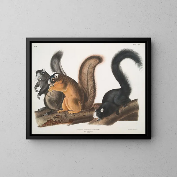 Natuurlijke formaat eekhoorn schilderij van Fox - John Woodhouse Audubon — ingelijst kunstwerk aan de muur