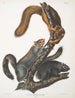 Sciurus cinereus Eekhoorn-kat Natuurlijke grootte - John Woodhouse Audubon — weergave van het kunstwerk