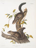 Sciurus colliaei Collie Eekhoorn Natuurlijke grootte - John Woodhouse Audubon — weergave van het kunstwerk
