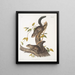 Sciurus colliaei Collie Eekhoorn Natuurlijke grootte - John Woodhouse Audubon — ingelijst kunstwerk aan de muur