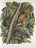 Sciurus ferruginiventris Eekhoorn met roodbruine buik Natuurlijke grootte Mannelijk Vrouwelijk en Jong - John Woodhouse Audubon — weergave van het kunstwerk